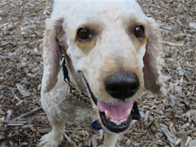 Happy healthy Archie dog