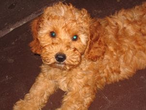 Archie as a puppy