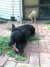 dog with a bone