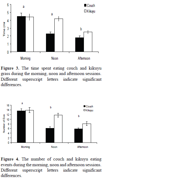 dog eating grass time of day