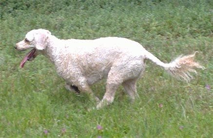 cockapoo hunting