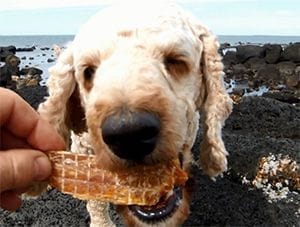 Archie (dog) enjoying chicken breast