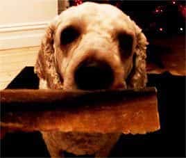 flake fillet dog treat