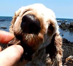 dog eating beef cubes