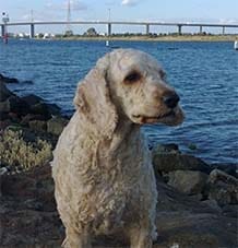 Archie Dog Profile