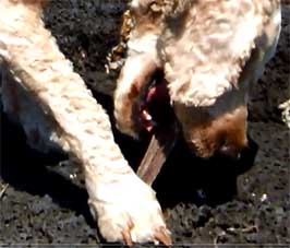 Dog eating meat