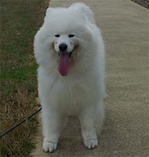 happy dog