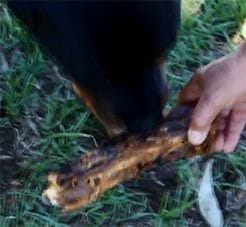 lamb neck dog treat