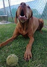 Jed Vizsla sitting