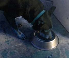 dog eating food