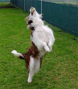 tess jumps