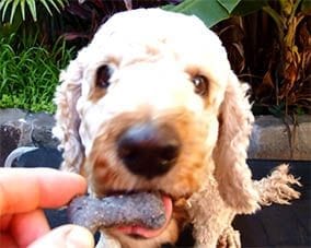 Healthy Dog Biscuits