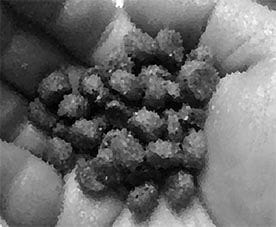handful of dry dog food