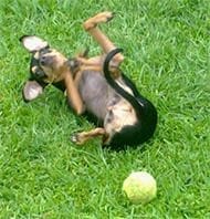 lola the prague ratter