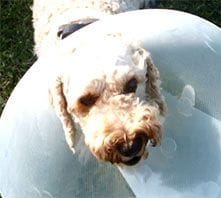 Archie dog in bucker collar