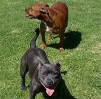 molly & Zara english staffys