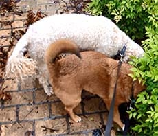 mac and archie peeing