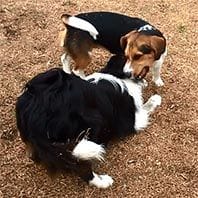 border collie & beagle dogs playing