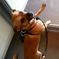 Louie dog downstairs