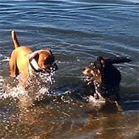 kelpie boxer dogs