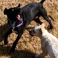 archie ella dogs