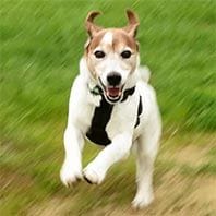max jack russell