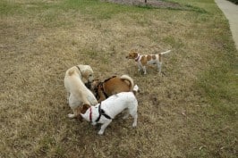 labrador pup meeting our dog pack