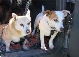 harry and tilly dogs