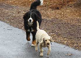 arch and amy dogs in rain