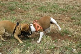 staffy and rottie X play