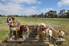 My dog pack neatly on a Newport park bench