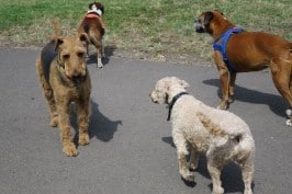 airedale dog meets the dogpack
