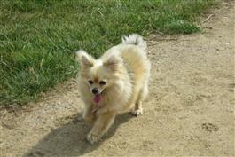 mr sniffy Chihuahua dog
