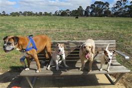4 dogs on park bench in off lead dogpark
