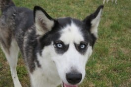holly the husky