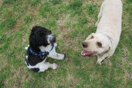 Archie and Lily dual spoodles