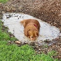 max golden retriever & mud puddle