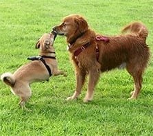 max & louie dog share a moment