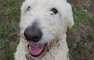 Another dog treats online happy customer
