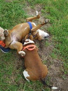 healthy dog treats dogs playing