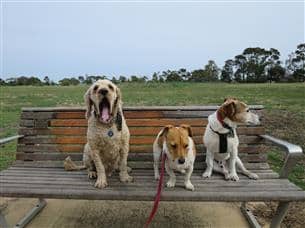 dog meat for dogs keeps them happy