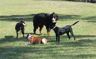 best dog food dogs