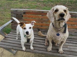 Dog Treats online healthy dogs