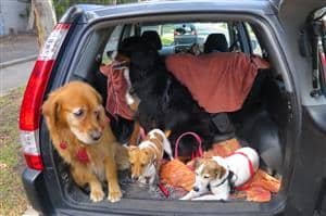 Dog treat Australia dog treat fed dogs