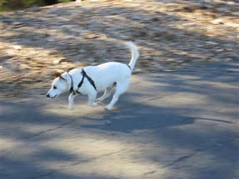 Healthy dog treat online dog Tilly