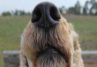 The dog nose that sniffs healthy dog treats