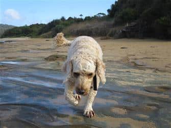 A happy healthy dog treat dog