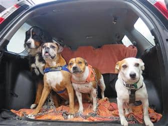 Healthy dogs before treats