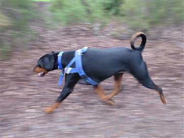 A black dog black dog treats dog