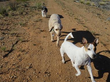 Pauly, Archie and Chuck